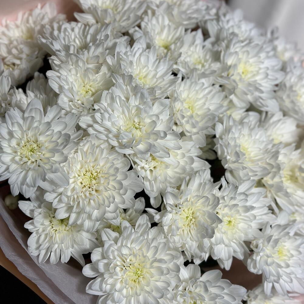 https://content2.flowwow-images.com/data/flowers/1000x1000/03/1698403714_96148303.jpg